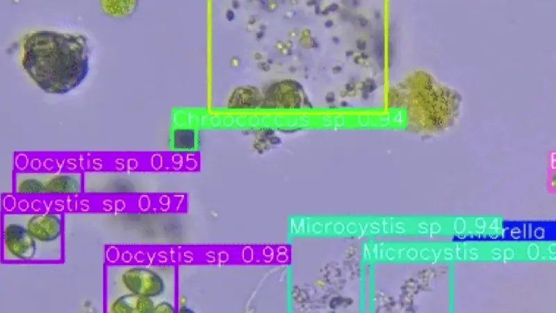 Plankton